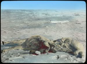 Image of Caribou, Dead